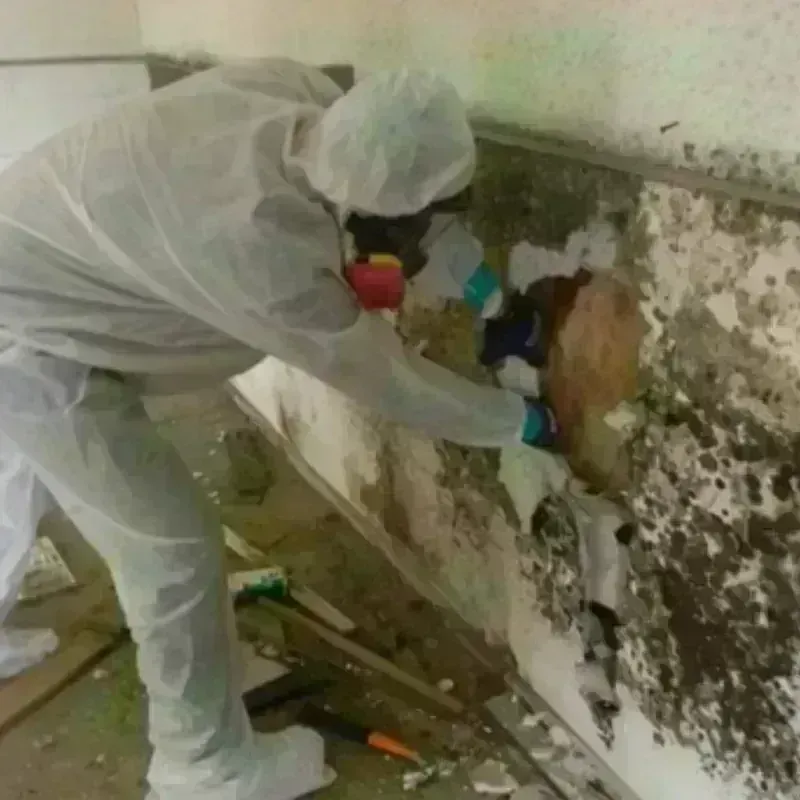 Mold Remediation and Removal in Accomack County, VA